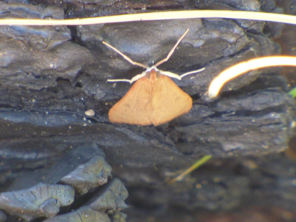 Identificazione falena - Udea sp., Crambidae